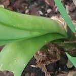 Tulbaghia simmleri Corteza