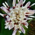 Petasites pyrenaicus Blüte