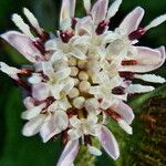 Petasites pyrenaicus Flower