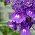 Salvia farinacea Blomma