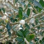 Melicytus crassifolius Fruit