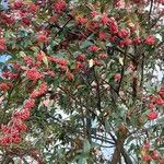 Cotoneaster frigidus Elinympäristö