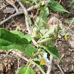Solanum aculeastrum Blomst