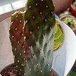 Consolea rubescens Hoja