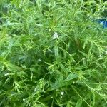 Epilobium coloratum Leaf