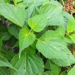 Salvia splendens ᱥᱟᱠᱟᱢ