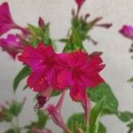 Mirabilis jalapa Floro