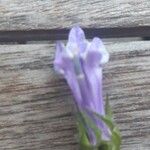 Scutellaria hastifolia Flor