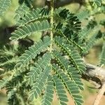 Senegalia senegal Лист