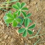 Lupinus albus Hoja