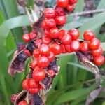 Iris foetidissima Fruit