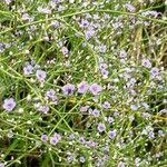 Limonium carolinianum Flower