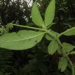 Kohleria tigridia Leaf