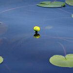 Nuphar pumila आदत