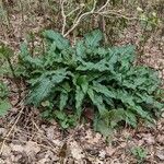 Arum italicum অভ্যাস