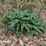 Arum italicum 整株植物