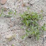 Plagiobothrys canescens Habit