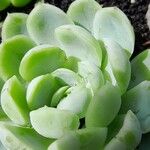 Echeveria elegans Leaf