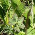 Alchemilla hybrida Φύλλο