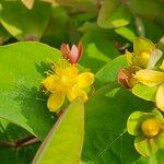 Hypericum androsaemum Flower