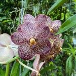 Vanda coerulescens Flors