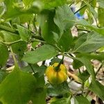 Capsicum chinense Fruit