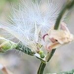 Lactuca orientalis Ffrwyth