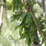 Albizia adianthifolia Frouezh