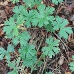 Geranium himalayense Leaf