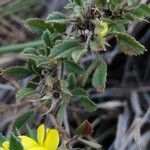 Ononis pusilla Hoja