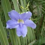 Thunbergia grandiflora फूल