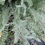 Achillea clypeolata Leaf