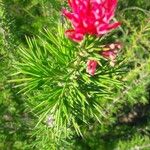 Grevillea juniperina Kwiat