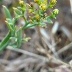 Thesium linophyllon Fleur