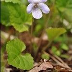 Viola selkirkii Blomst