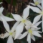 Clematis armandi Flor