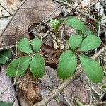 Panax trifolius Folha