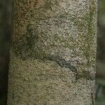 Licania parvifructa Cortiza