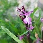 Orchis anatolica Цвят