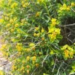 Euphorbia spinosa Λουλούδι