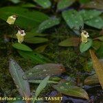 Utricularia minor Hábitos