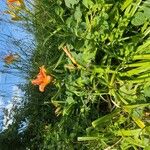 Hemerocallis fulvaLorea