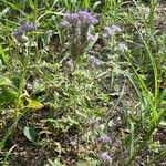 Phacelia tanacetifolia Квітка