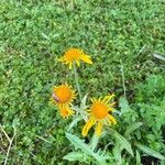 Hymenoxys hoopesii Flower