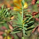 Hypericum lanceolatum Лист