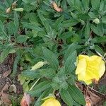 Oenothera macrocarpa Хабит