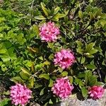 Rhododendron ferrugineumFlower