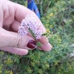 Achillea × roseoalba Floro