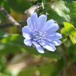 Cichorium pumilum Цветок