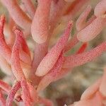 Sedum rubens Hábito